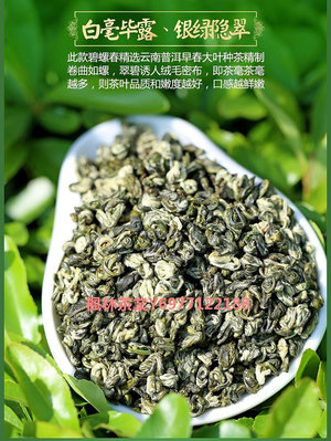 碧螺春春茶新茶新益號云南高山滇綠茶葉500g散裝百號香螺綠茶