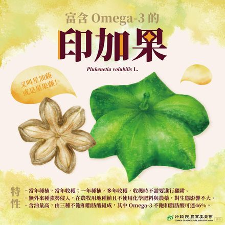 來自星星的Omega-3！印加果油可做醬料　抗發炎、提升免疫力！