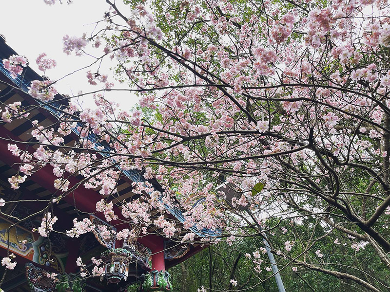 台北碧山巖櫻花清風亭