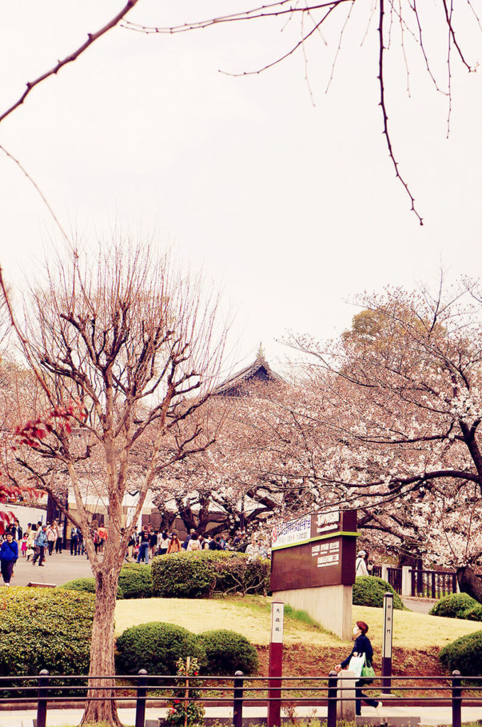 武道館/北之丸公園 前方櫻花。