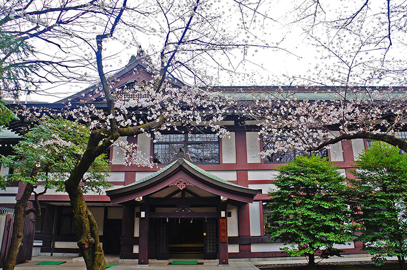 靖國神社櫻花初開～粉嫩白櫻點點，宛若停在半空的雪。