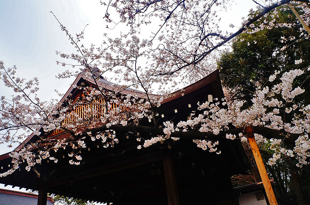 春櫻綻放的靖國神社