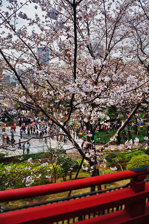 上野公園高台賞櫻。