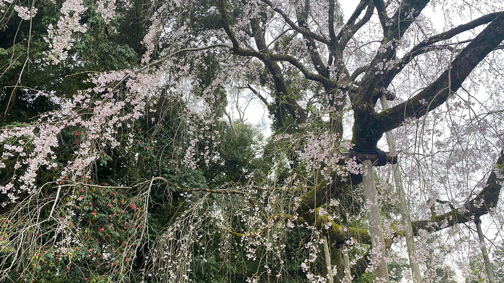 日本賞櫻秘訣，京都醍醐寺，第一次追櫻就上手！