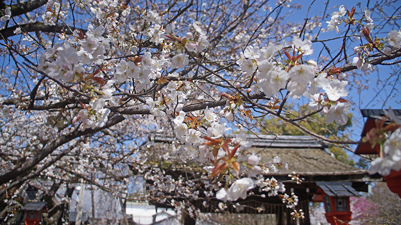 京都平野神社櫻花。