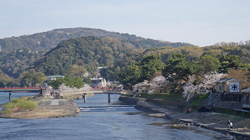 日本京都賞櫻，宇治櫻花平等院，老街吃抹茶！