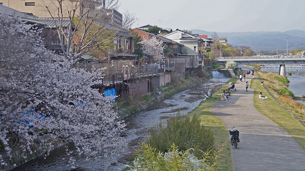 京都賞櫻，鴨川花之迴廊漫步開始！