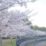 服部天神站櫻花公園