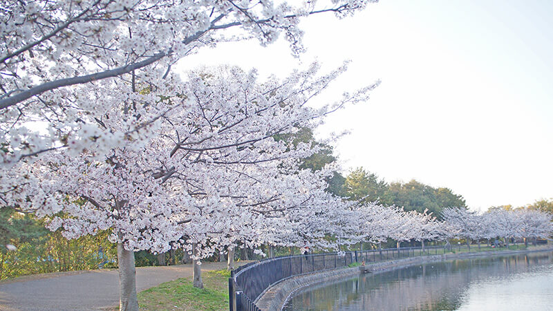 服部天神站櫻花公園