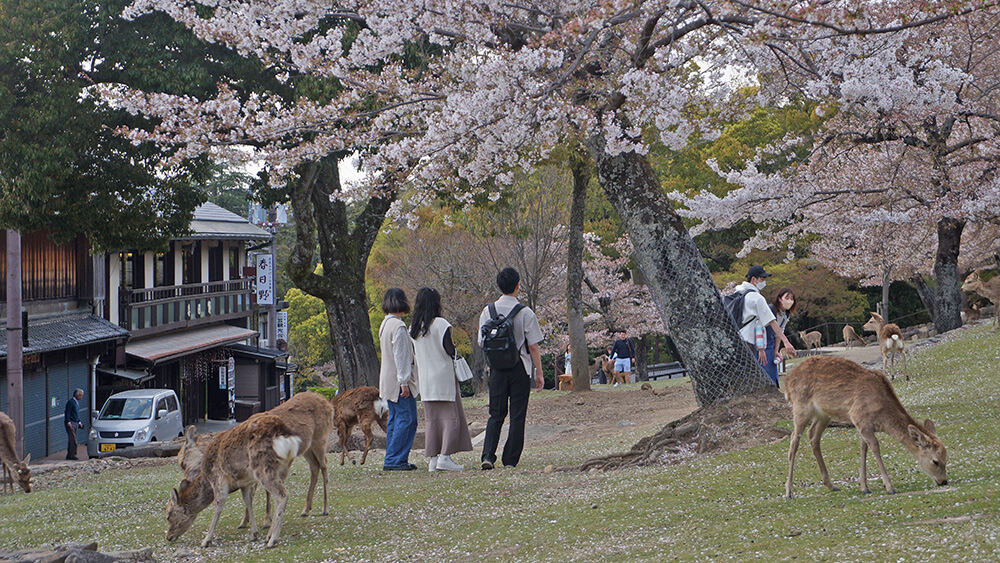 奈良鹿公園，若草山賞櫻喂鹿。