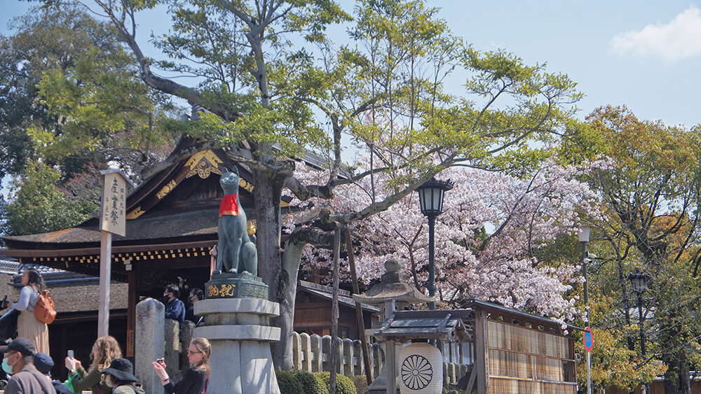 京都稻荷神社，千鳥居櫻花盛開！