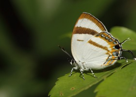 拉拉山鑽灰蝶。攝影：呂晟智。