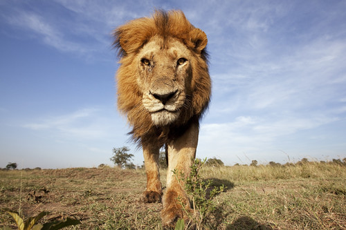 肯亞馬賽馬拉自然保護區的非洲獅。（來源：naturepl.com / Anup Shah / WWF-Canon）