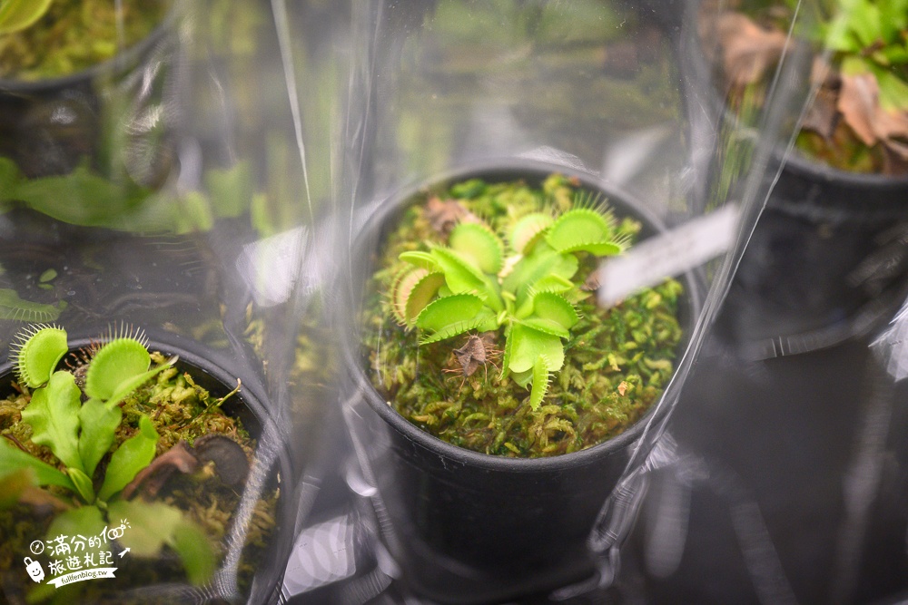 台中植物園【國立自然科學博物館植物園】台中最美熱帶雨林.巨無霸珠光鳳蝶好吸睛,城市裡的亞馬遜河!