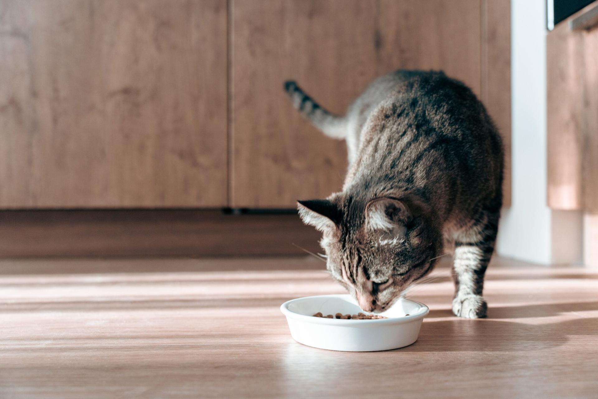 2024年10款貓飼料推薦：貓飼料怎麼挑？常見貓飼料品牌介紹一次看