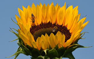 罕見照片：兩隻蜜蜂依偎在花朵裡睡覺