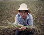 分析：中国“旱涝急转” 粮食安全难保