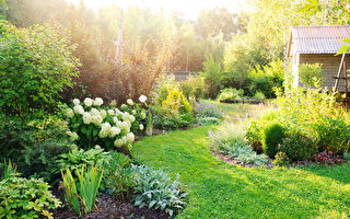 Summer,Private,Garden,With,Blooming,Hydrangea,Annabelle.,Curvy,Lawn,Edge,