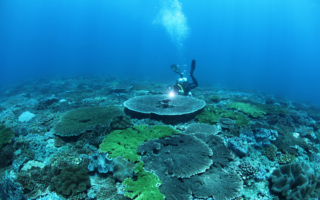 棘冠海星肆虐环礁 东沙珊瑚保卫战告急