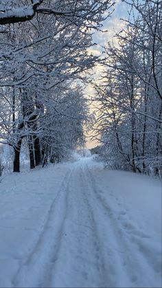 the road is covered in snow and there are trees on both sides with no leaves