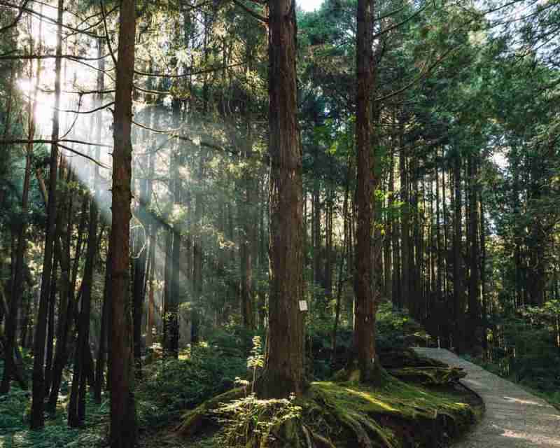 japanese-cedar-trees-forest-with-through-sunlight-ray-alishan-national-forest-recreation-area-chiayi-county-alishan-township-taiwan1000800 檜木精油功效百科