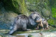 【萌圖多】北市動物園2水獺寶寶學游泳　全家挖洞牠一臉茫然