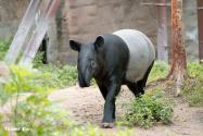 「世界貘日」動物園報喜！貘莉又當媽媽了　預計寶寶6月報到