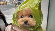 放風到一半下雨！狗狗頭上套「挖洞塑膠袋」變小精靈　網一看超眼熟：新功能開發