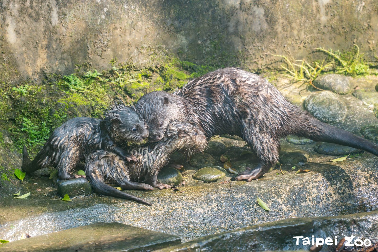 「蜜香」媽媽忙著把兩仔叼進叼出。（台北市立動物園提供）