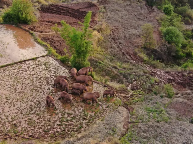 An aerial view shows wild Asian elephants grazing on a farm at a village in Jinning district of Kunming