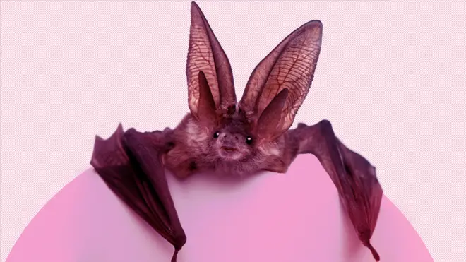 A long-eared bat against a pink background