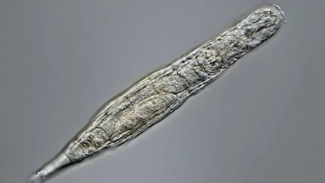 A bdelloid rotifer