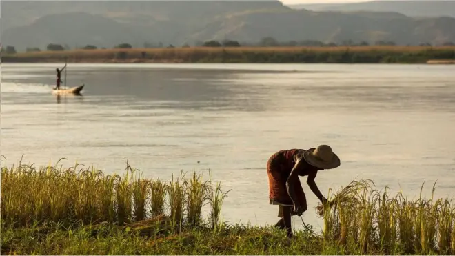 馬達加斯加是一個大熔爐，那裏既種植非洲稻米，也種植亞洲稻米。
