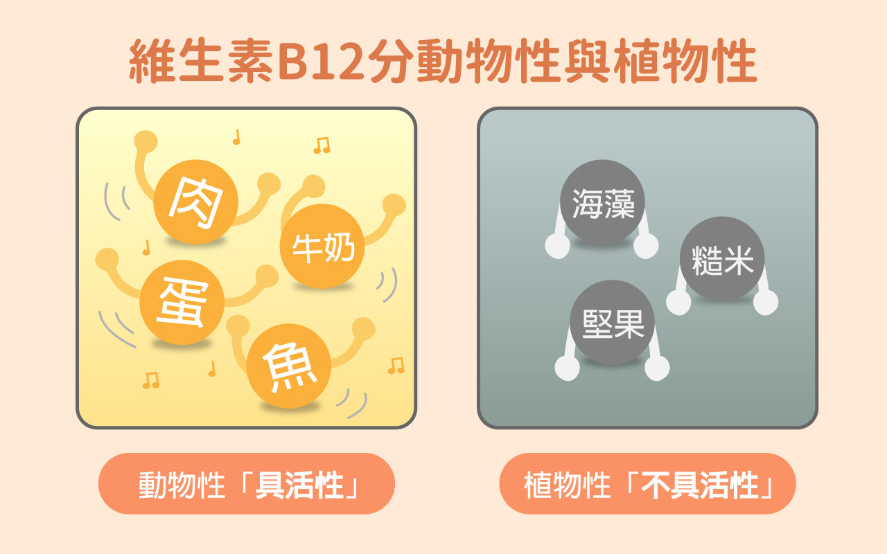 維生素B12分動物性與植物性