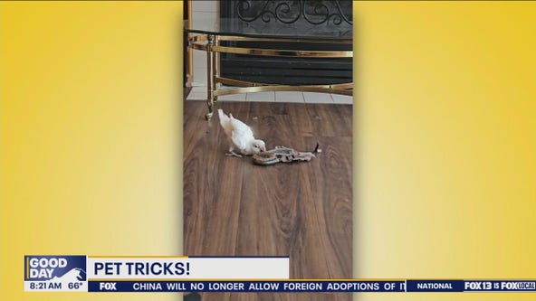 Good Day Pet Tricks for Friday, Sept. 6