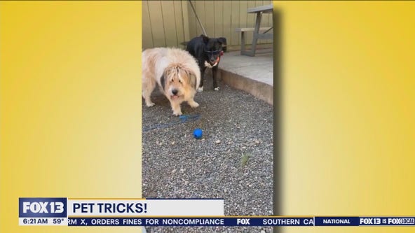 Pet Tricks for Tuesday, September 3