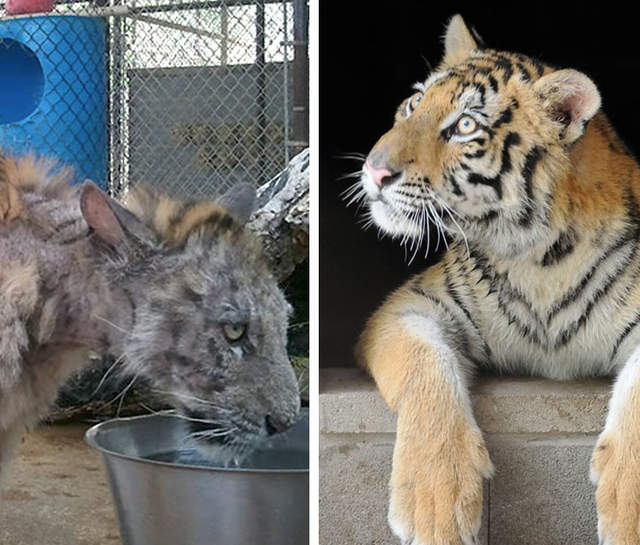 《馬戲團受虐老虎》小病貓康復變回快樂猛虎