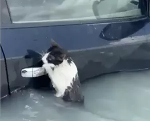 (影)杜拜暴雨釀洪水！賓士貓緊抓車門無助求救