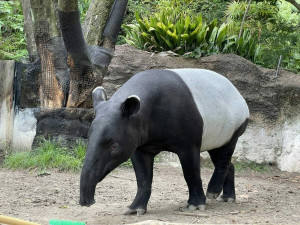 馬來貘「英雄」高溫猝逝！北市動物園嚗：無法製作標本