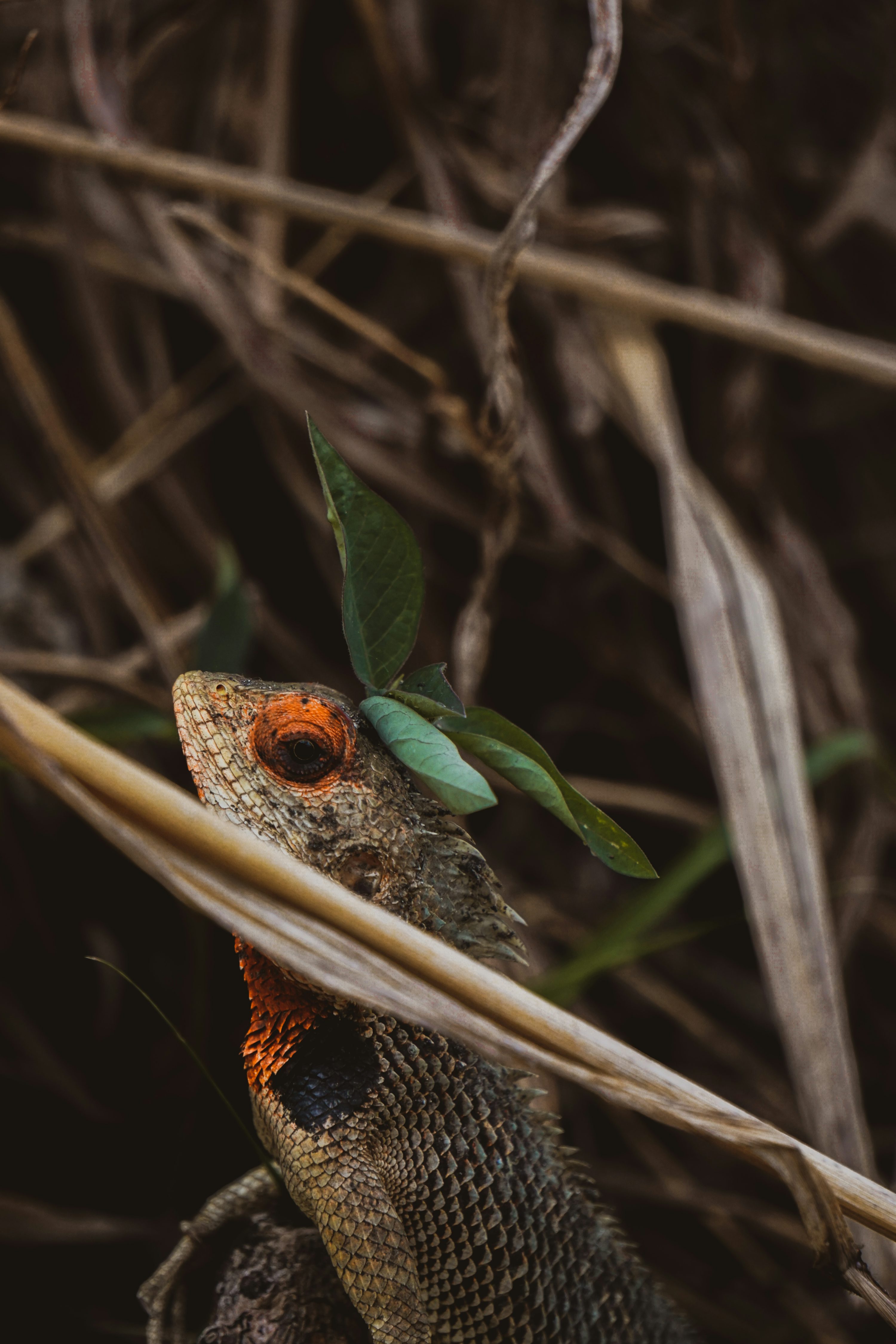 a close up of a lizard with a leaf on it's head
