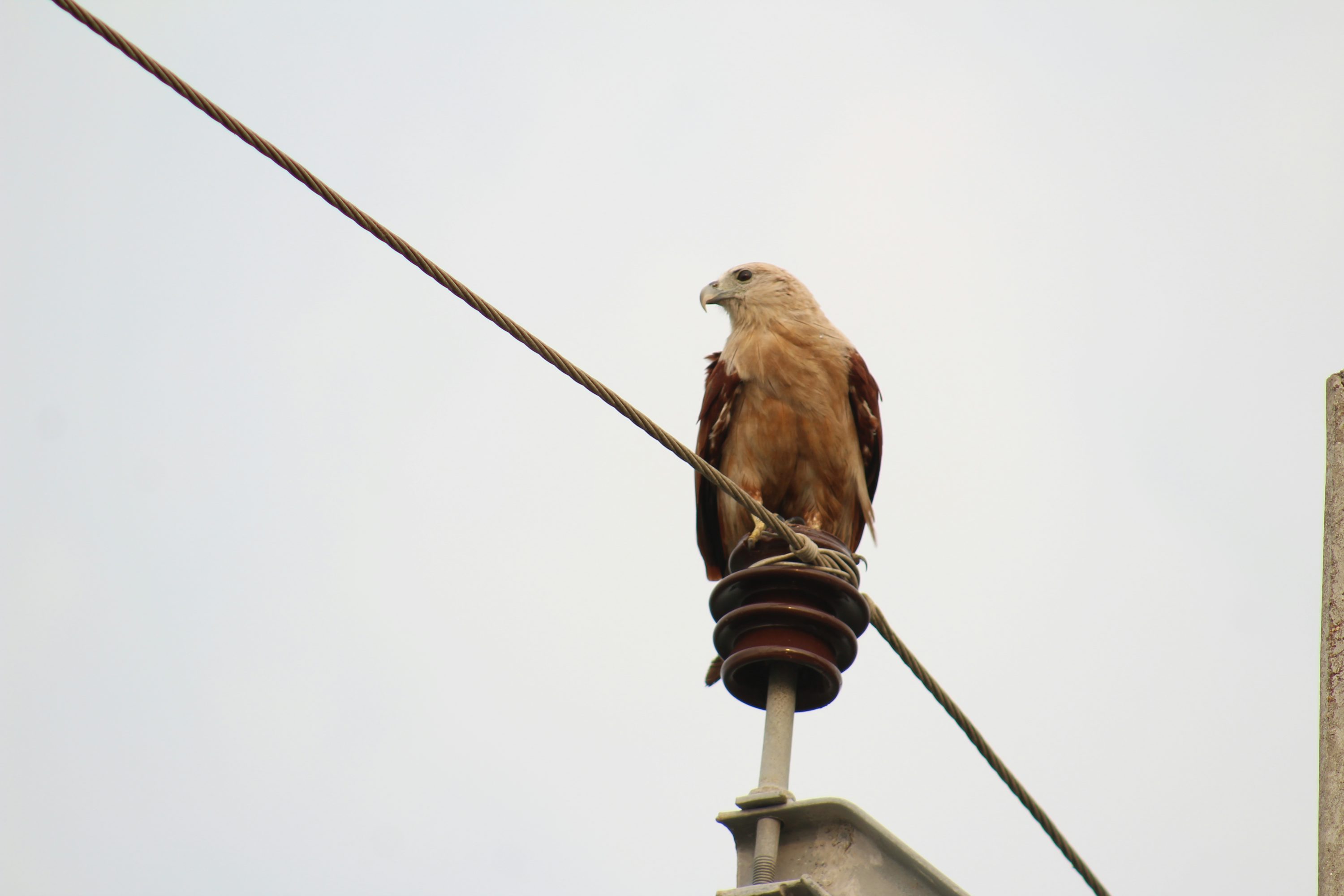 a brown and white bird sitting on top of a power line