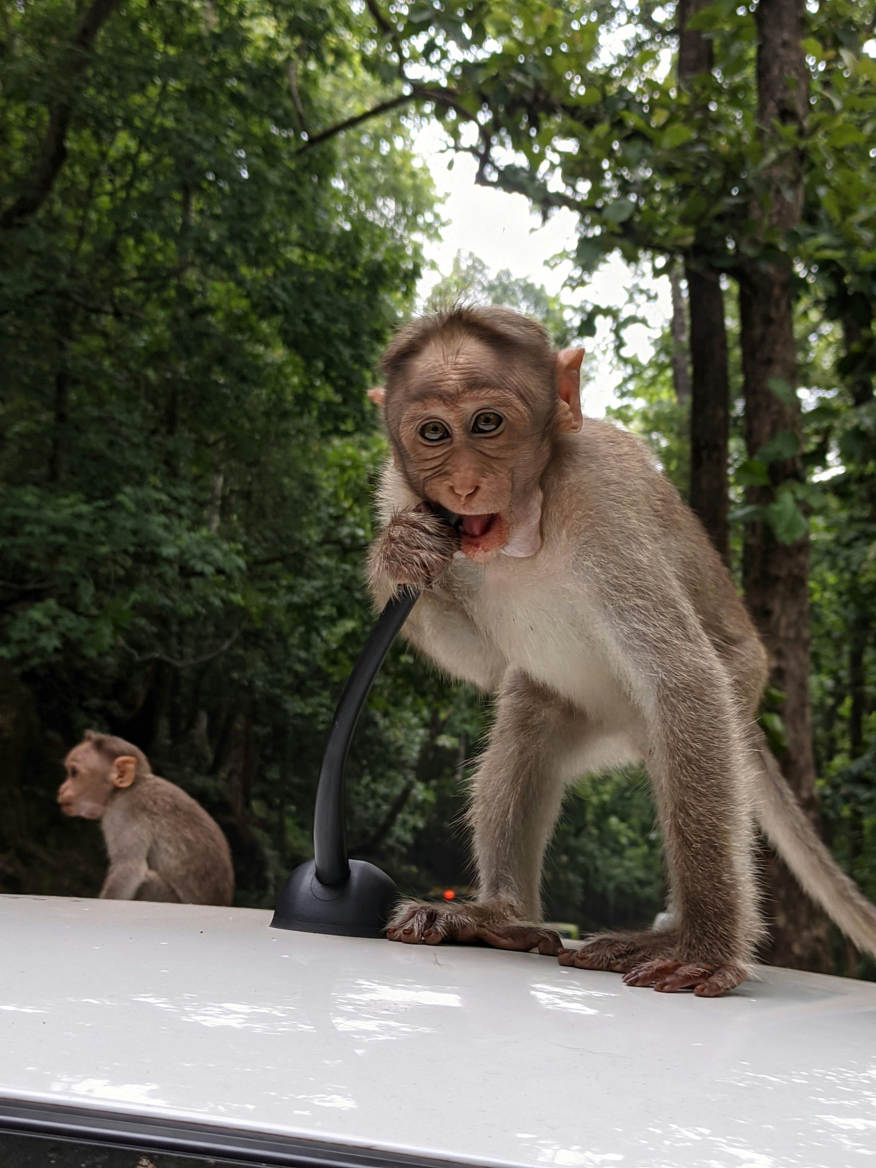 a monkey on top of a car with a hose in its mouth