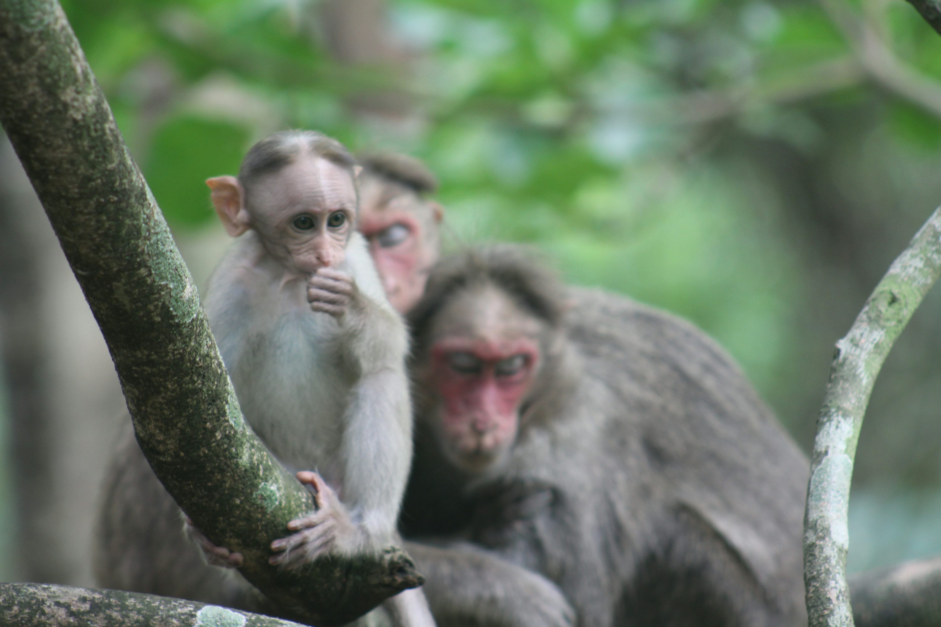 a couple of monkeys sitting on top of a tree