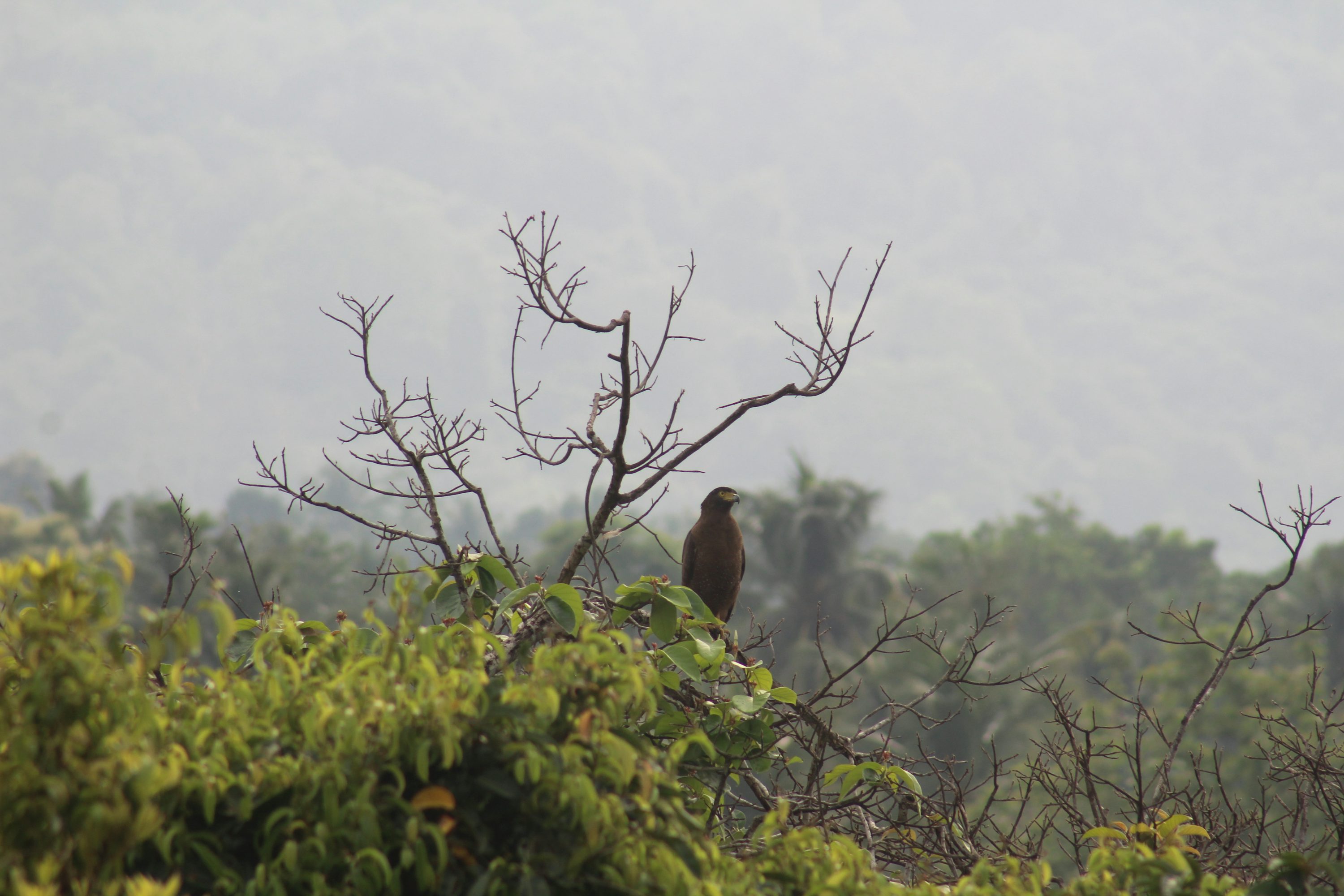 a bird sitting on top of a tree branch