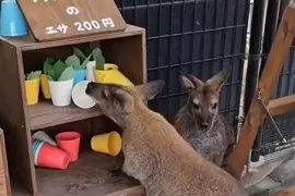 《動物園驚見飼料小偷》擅闖象龜的沙拉吧吃霸王餐 小袋鼠被拒於門外還一臉無辜