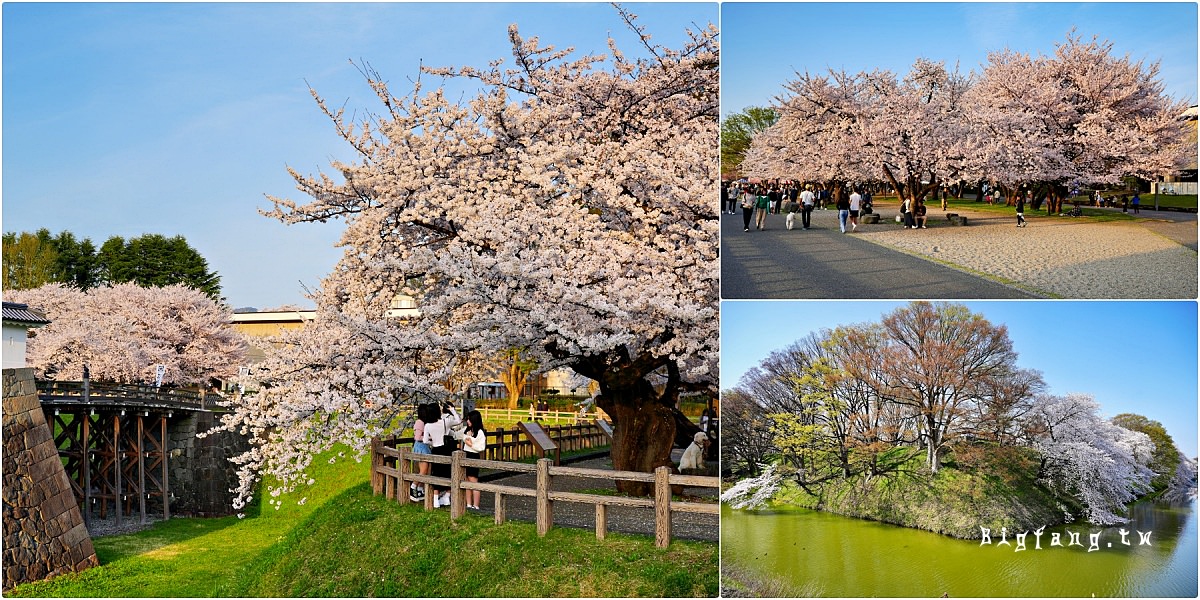 山形市 山形城跡・霞城公園 櫻花