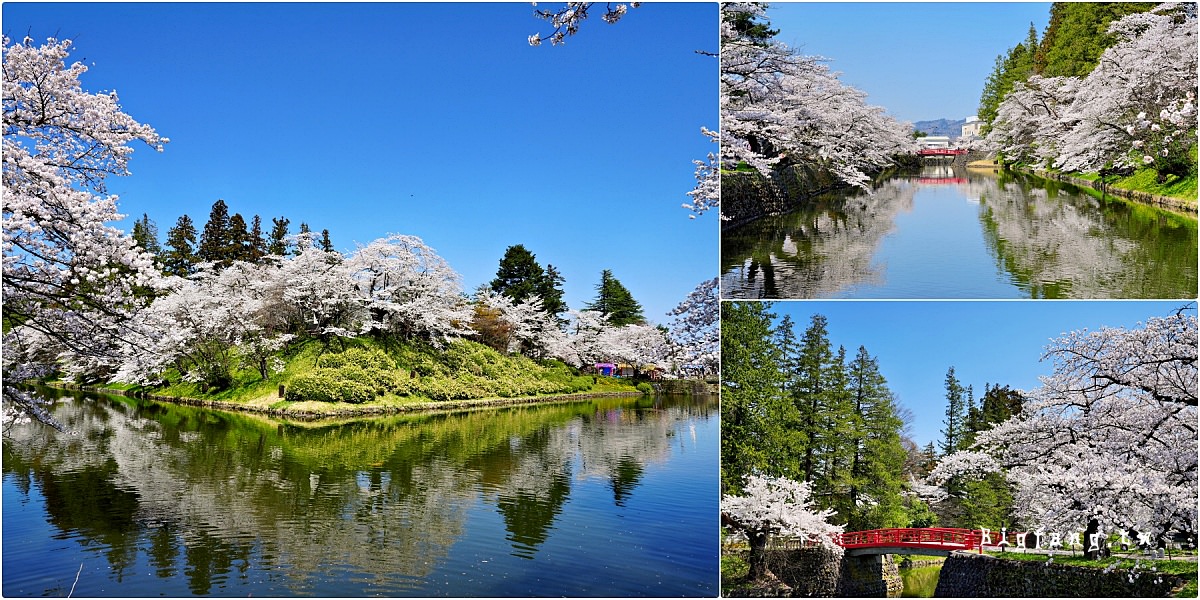 山形縣米澤市 米澤城跡 上杉神社 櫻花