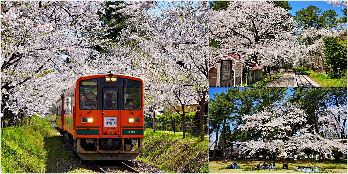 青森縣五所川原市 蘆野公園車站 火車 櫻花