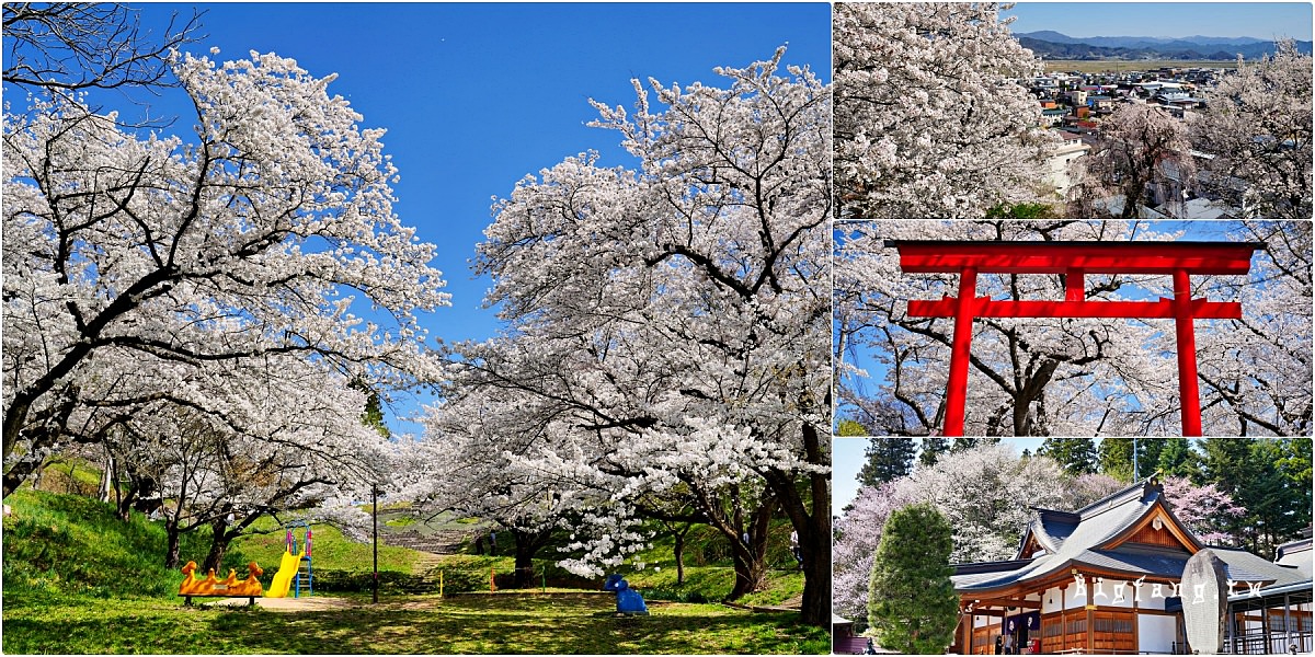 山形縣南陽市 烏帽子山公園櫻花 (Eboshiyama Park)