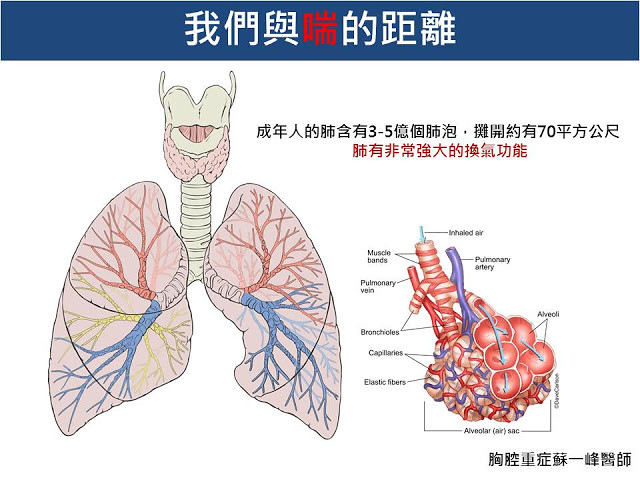 成年人肺功能強大,